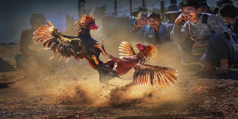 Tìm hiểu tổng quan về loại hình giải trí kịch tính đá gà cựa dao 58WIN